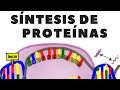 Transcripción de ADN; traducción de ARN o síntesis de proteínas; explicado