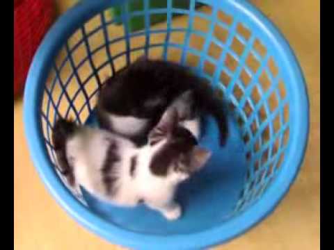 Kittens(play) Fighting in Washing Basket