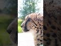 Willow the cheetah purring 🤩