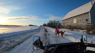 Winter Dog Walk