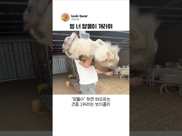 양떼를 처음 본 보더콜리의 반응