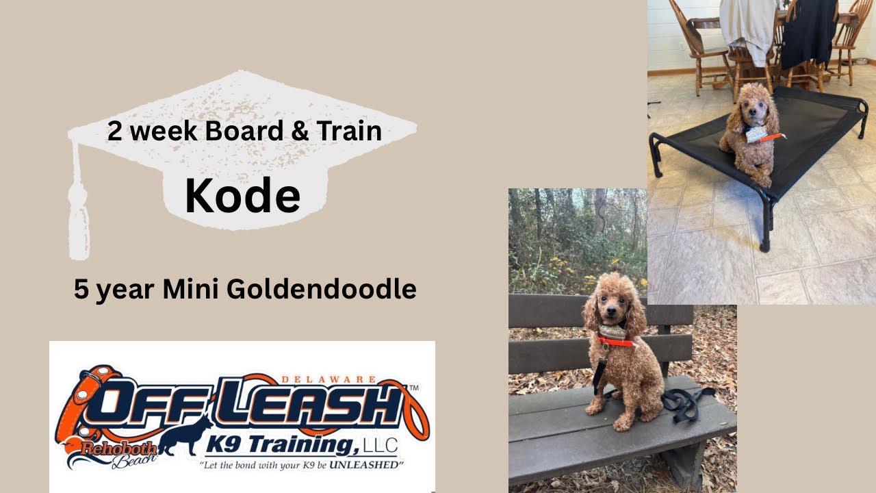 5 year old Mini Goldendoodle (Kode) | Best Delaware Dog Trainers | Off Leash K9 Training Delaware