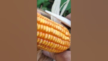 Hlau youtube mus ntaig pob kws qaib qus qua lom zem kaws li nawb.gà rừng đi nương gáy cực phê