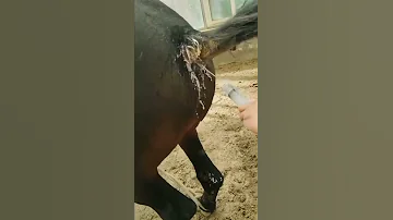 Stallion Horse Breeding Season Short Video 