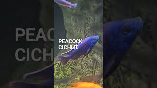 Peacock Cichlid # Shorts # Cichlid