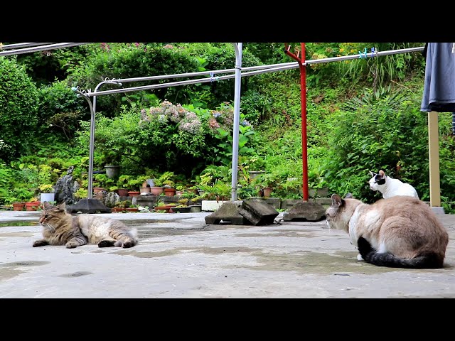 もふ野良と室内ねこたち　200908