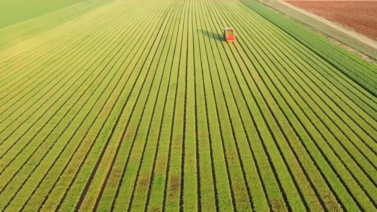 Raccolta Basilico Harvest basilic