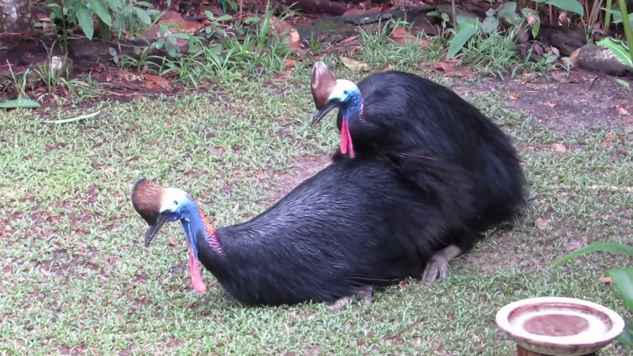 cassowaries mating, July 2016