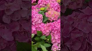 Гортензия - Красивое Садовое Растение