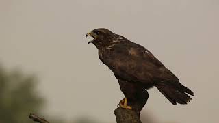 Poiana richiamo verso (Buzzard)