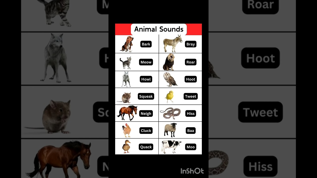 Animal Sounds l Animal sounds in english vocabulary l Animals  their sounds 