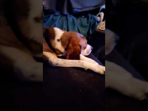 Ruby the beagle watching a dog show.. #puppy #beagle #beaglecrew