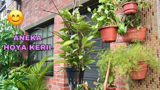 Jenis-jenis tanaman hias #hoya kerii | Hoya kerii plants  #호야 케리 리