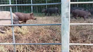 Wild Hogs In Missouri City, Texas 2nd Drop