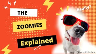 Unleashing The Mystery: ZOOMIES EXPLAINED