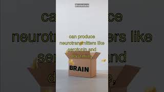 The Shocking Connection Between Your Gut and Brain!