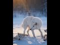 20 Most Beautiful Animals on Earth! (Part 1) 😱 #shorts #cat #animals