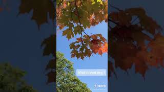 EDventure: Tree ID-Sugar Maple