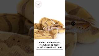 Banana Ball Python: From $25000 Rarity to Affordable Exotic Pet!