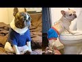 FRENCH BULLDOGS! Try not to laugh | Cute and Funny French Bulldogs doing funny things # 5 |Cute Pets