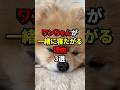 犬が一緒に寝たがる理由3選