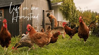 #7 Peaceful Countryside Vlog | Building a Fence, Harvesting and Arranging Flowers
