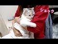 子猫が湯船に落ちました【スコティッシュフォールド】 - Kitten fell into the bathtub