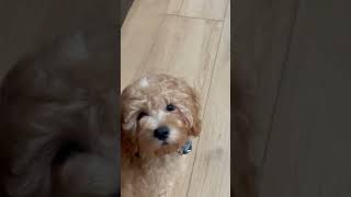 4 month old puppy, cavapoo, Roux Roux!