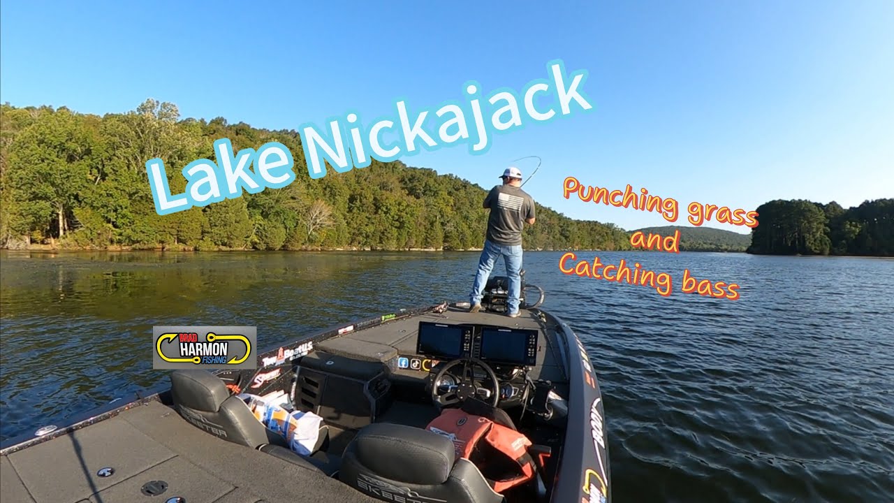 Punching grass and catching bass on lake Nickajack #bassfishing #punchinggrassandcatchingbass