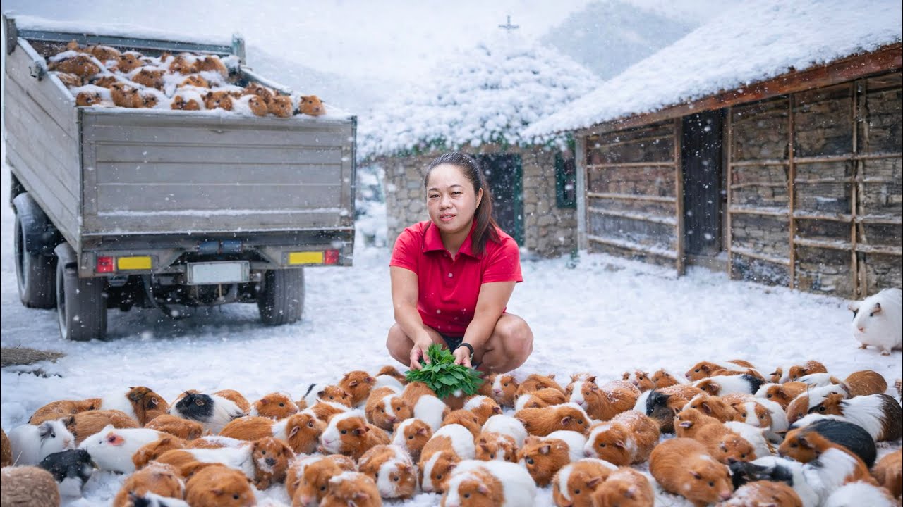 Harvesting Many Giant Guinea Pigs & Go to Market Sell | Harvested in freezing weather of -71°C