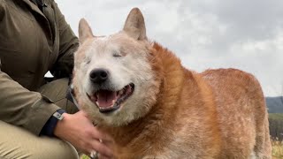 No-eyed Kentucky dog up for Peoples Choice Pup Award