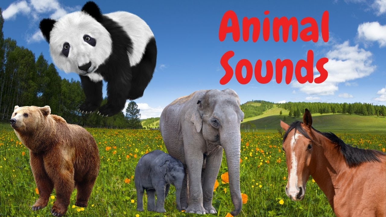 Cute Animal Sounds | Animal Sounds . Wild Animal Sounds In Peaceful ...