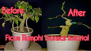 #Ficus Rumphi bonsai tutorial #Bonsai tutorial for beginners #Defoliation,branch pruning & chopping