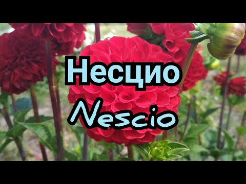 Георгина сорт Несцио / Dahlia Nescio