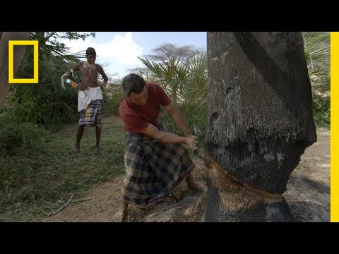 Hive Find | Survive The Tribe