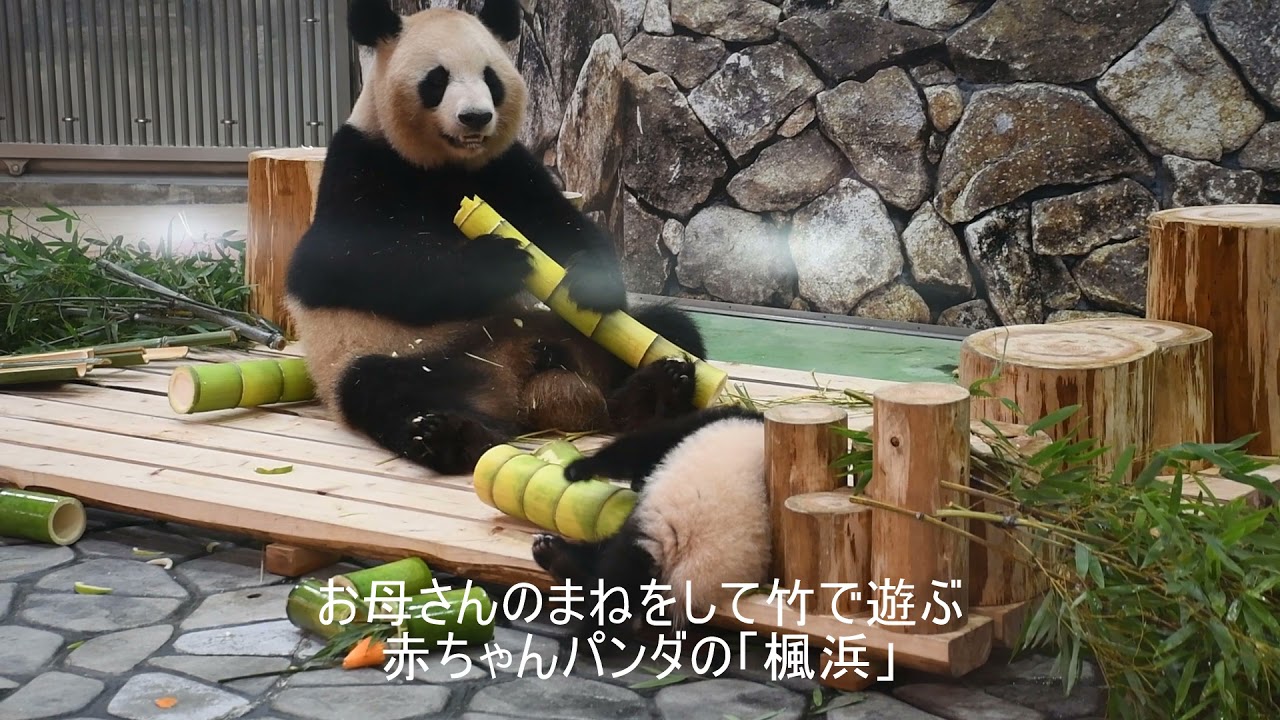 動画】母パンダ良浜に贈り物 母の日、10頭産み育てる：紀伊民報AGARA