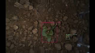 Crop and Weed Detection in Lettuce