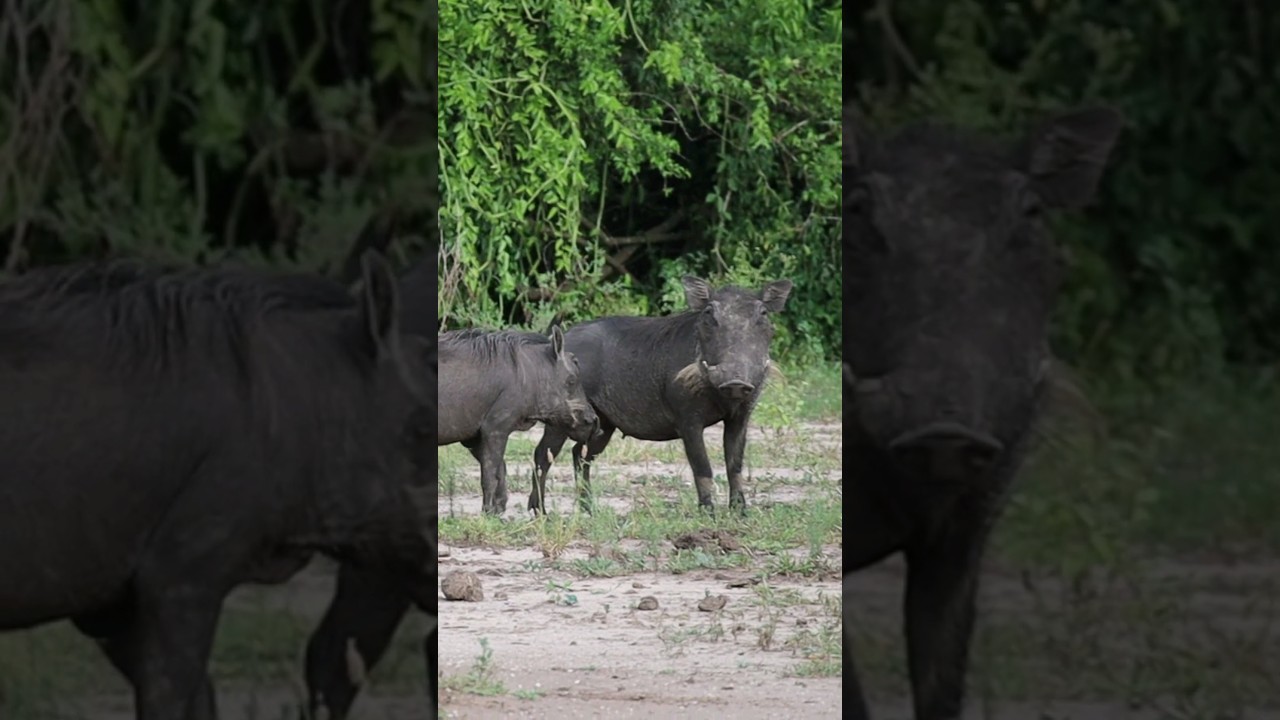 Uganda, Wildschweine