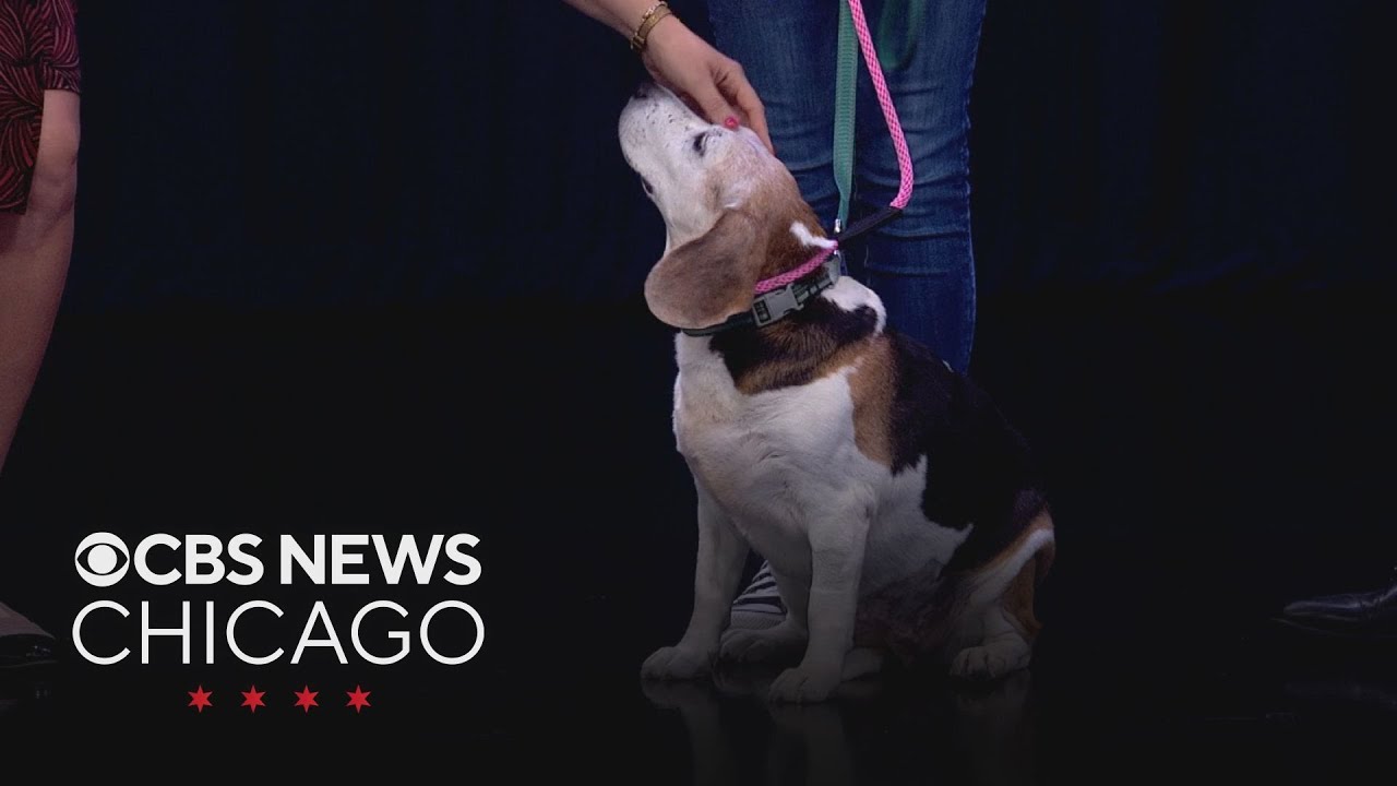 Bernice the beagle available to adopt from Second City Canine Rescue