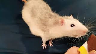 🍩🐀🕯️🕯️