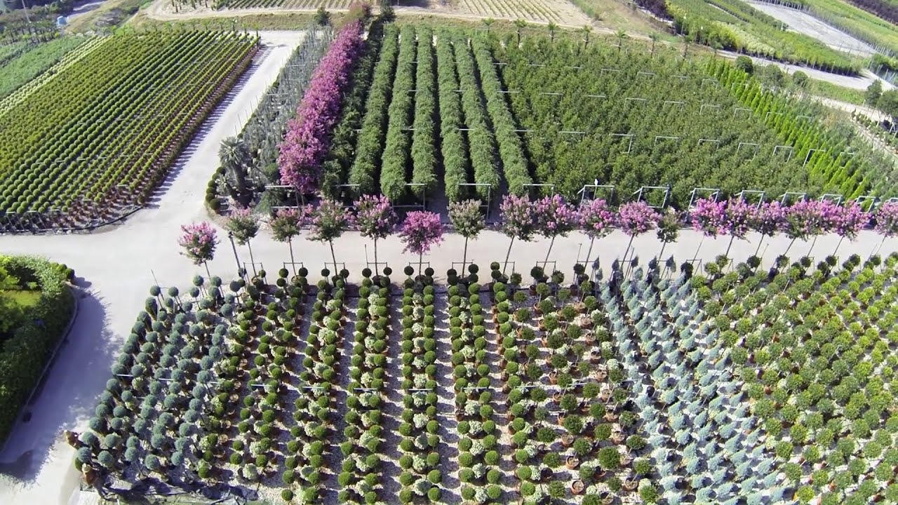 Vivai Piante Innocenti Fidelio