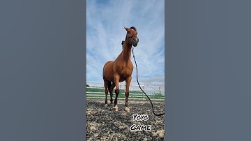 Teaching the 7 games - Parelli Savvy Club #horsemanship #naturalhorsemanship #horse #equestrian