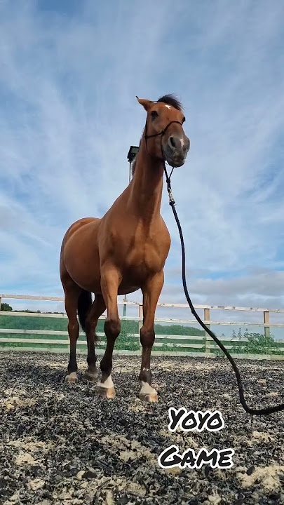 Back in the saddle - schooling and polework with my horse