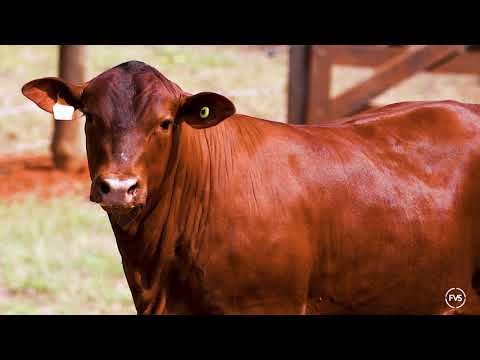 LOTE 73 - GRAMA 7210