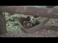 16.06 茶臼山動物園 レッサーパンダのヒカルとヒビキ