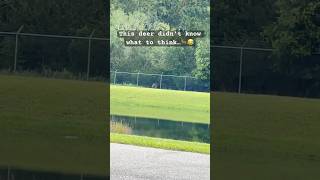 🦌This Deer Didn’t Know What to Think… 😂
