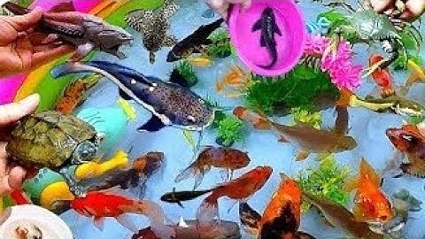 Khám Phá Các Con Vật Dễ Thương: Gà, Vịt, Mèo Con, Chuột hamster, Cá Koi, Con Cá, Cá Trê lớn