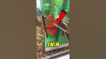 The Truth About Goldfish and Their 3-Second Memory!