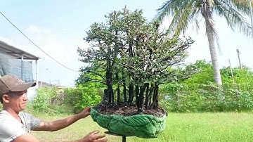 dx))m771 gl cụm rừng cẩm thị 2500k lh0707713796khuongb0nsai