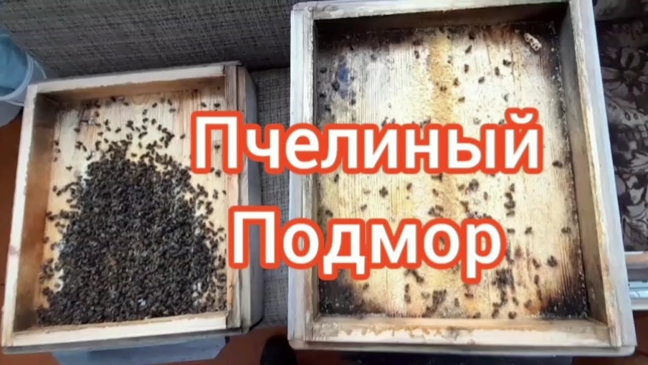 #пасека Пасека Пчелиный подмор после зимовки пчёл 2025г-2026г